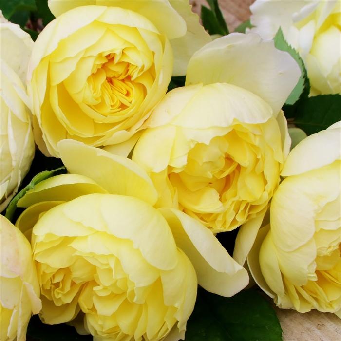 予約販売 バラ 苗 新苗 京阪園芸 れもん 四季咲き 薔薇 ばら 送料無料
