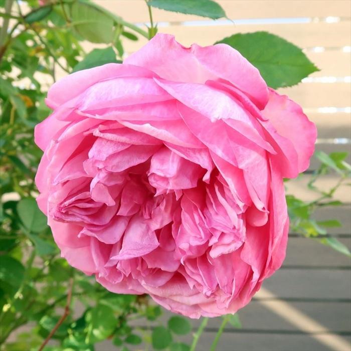 予約販売 バラ 苗 新苗 京阪園芸 カレス 四季咲き 薔薇 ばら 送料無料