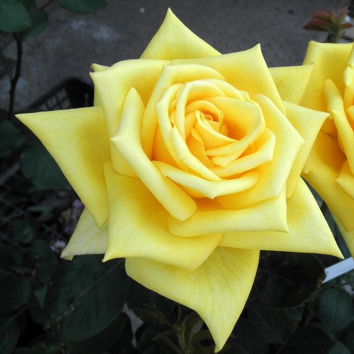 予約販売 バラ 苗 新苗 京阪園芸 光華（こうか） 四季咲き 薔薇 ばら