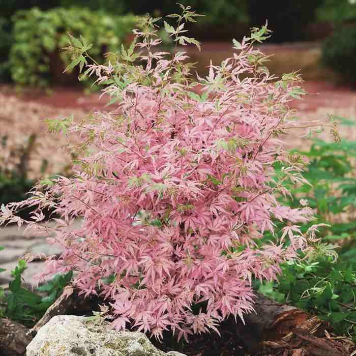 日本花キ流通 もみじ テイラー 10.5cmポット 紅葉 モミジ 庭木 日本花キ流通 もみじ テイラー 10.5cmポット 紅葉 モミジ 庭木