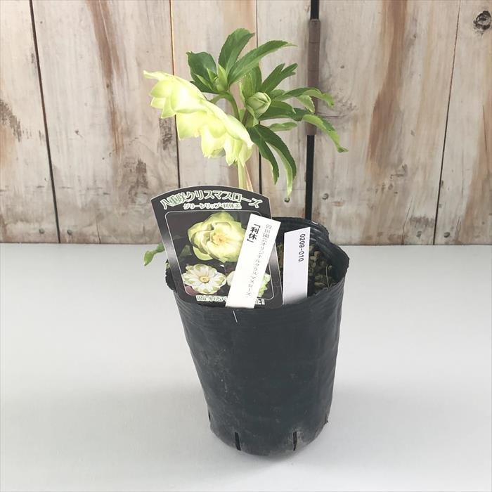 レッサーパンダ「歳末セール」クリスマスローズ 小苗 セット 楽天市場】2023年新入荷苗 クリスマスローズ オーレア系 ダブル