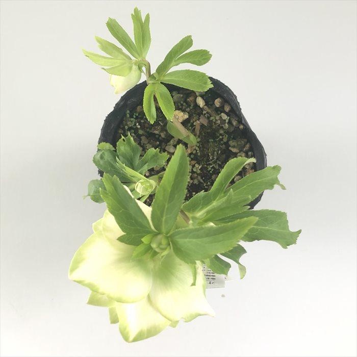 【曽田園芸】クリスマスローズ株分け　鶯利休 クリスマスローズ 利休 0209-010 現品販売 送料無料 曽田園芸 12cm