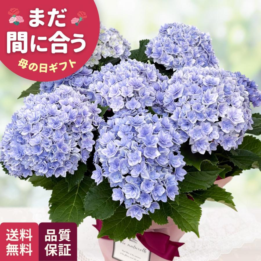母の日 ギフト 花 アジサイ プリンセスシャーロット ブルー 5号鉢 送料無料 母の日 プレゼント 鉢植え あじさい 紫陽花 日本花キ流通（Yahoo!・フラワーネット日本花キ流通）