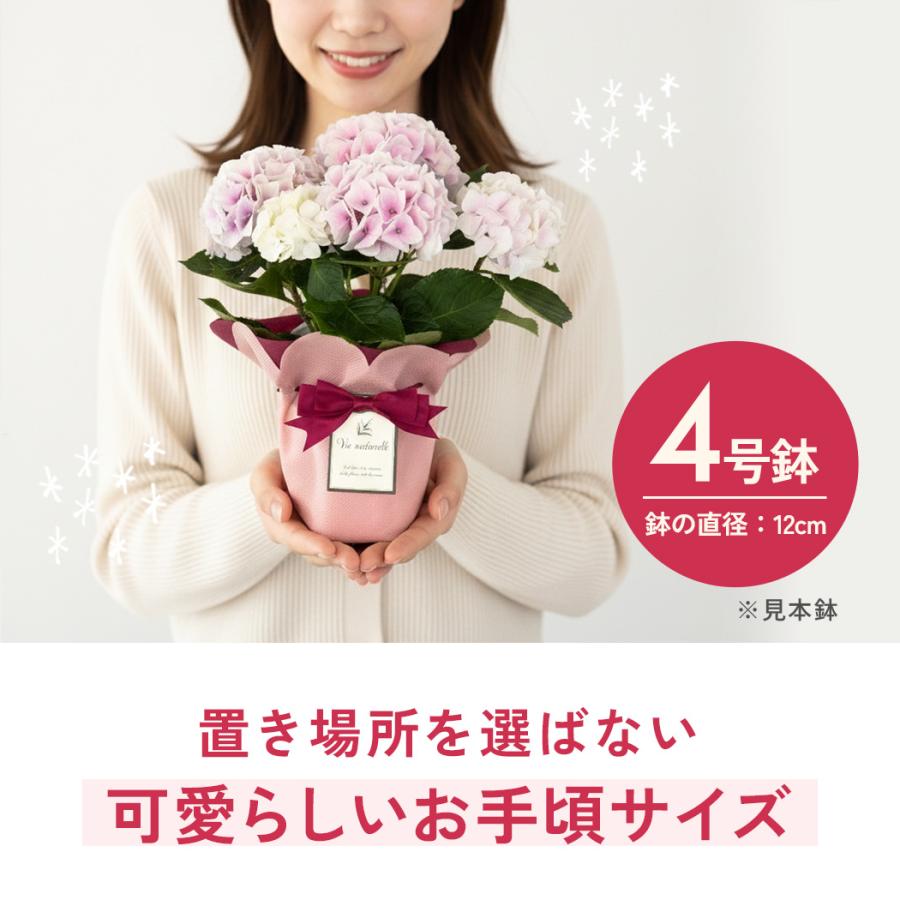 日本花キ流通 母の日 ギフト 花 選べる アジサイ 6色 4号鉢 送料無料