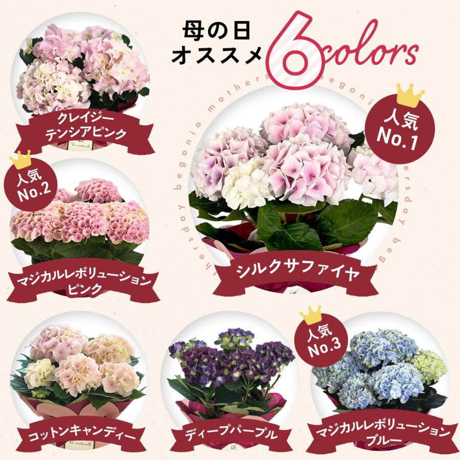 日本花キ流通 母の日 ギフト 花 選べる アジサイ 6色 4号鉢 送料無料