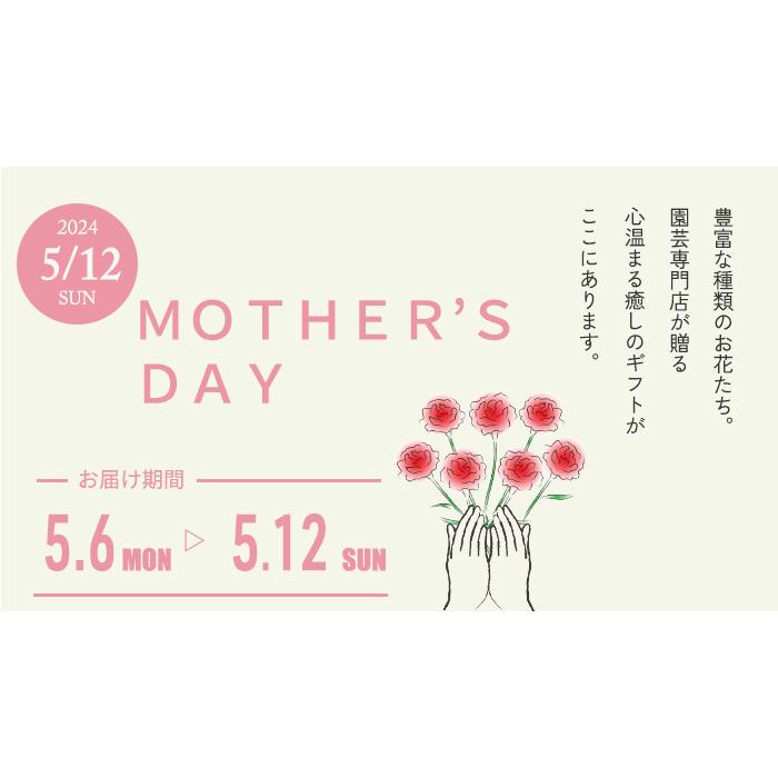 【遅れてごめんね】母の日 プレゼント カラー ピンク 4号鉢 送料無料 母の日ギフト 花 鉢植え best｜flower-net｜12