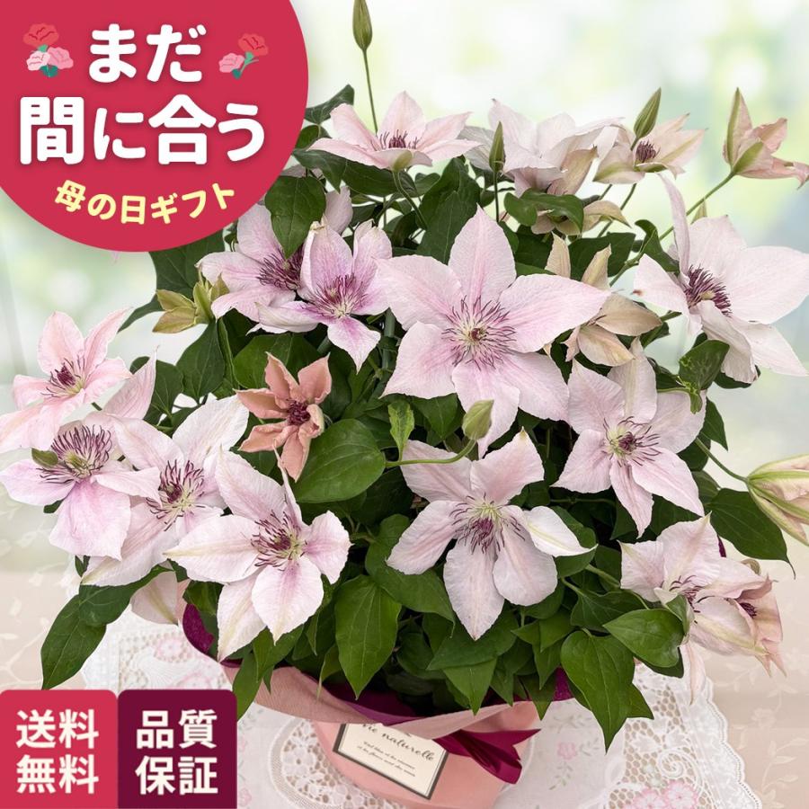 母の日 ギフト 花 クレマチス ピンクファンタジー 5号鉢 送料無料 母の日 プレゼント 鉢植え 日本花キ流通（Yahoo!・フラワーネット日本花キ流通）