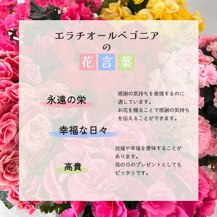 母の日 プレゼント リーガースベゴニア  ロネ 4.5号鉢 送料無料 母の日ギフト 花 鉢植え エラチオールベゴニア best｜flower-net｜09