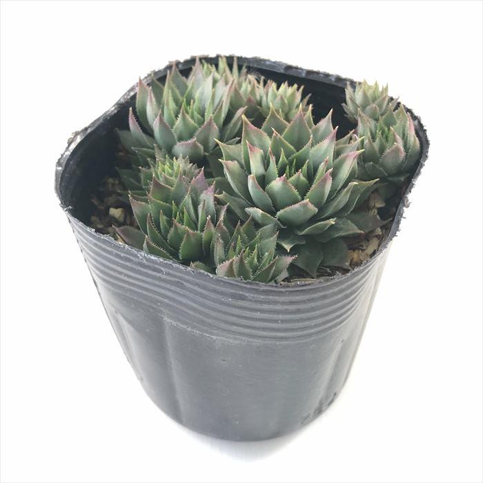 日本花キ流通 多肉植物 sfセンペルビウム ユートピア 7.5cmポット