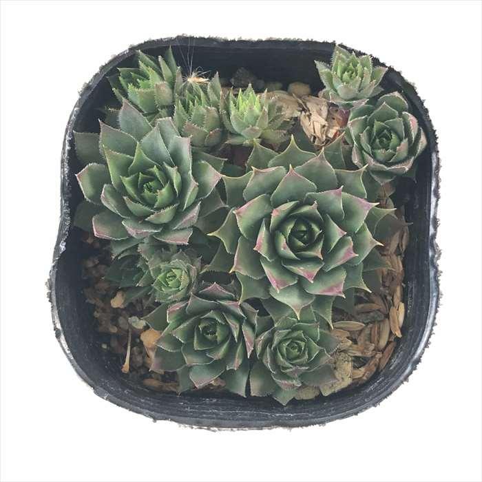 センペルビウム　ユーフェミア 日本花キ流通 多肉植物 sfセンペルビウム ユートピア 7.5cmポット