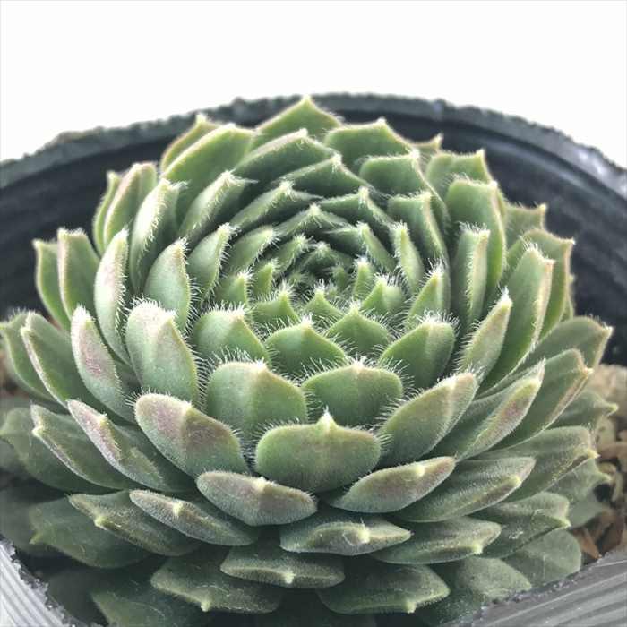 日本花キ流通 多肉植物 sfセンペルビウム バタフライ 7.5cmポット