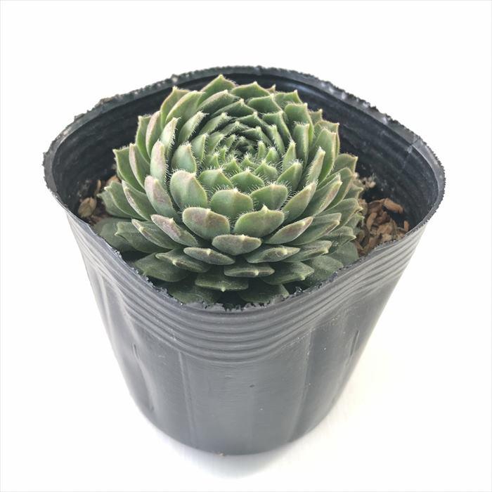 1ポット400円 センペルビウム 7.5cmポット 7 日本花キ流通 多肉植物 sfセンペルビウム バタフライ 7.5cmポット