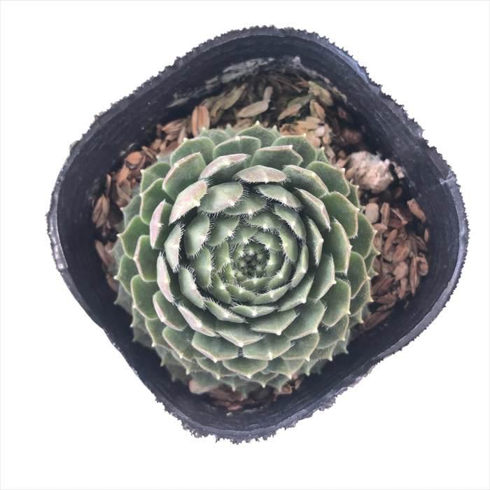 日本花キ流通 多肉植物 sfセンペルビウム バタフライ 7.5cmポット