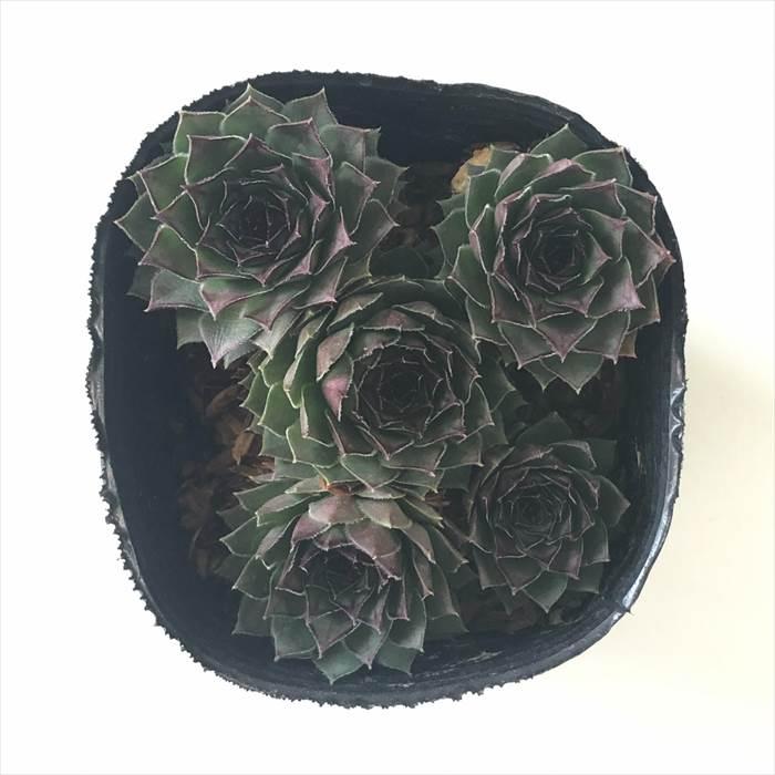 日本花キ流通 多肉植物 sfセンペルビウム ビッグロック 7.5cmポット 