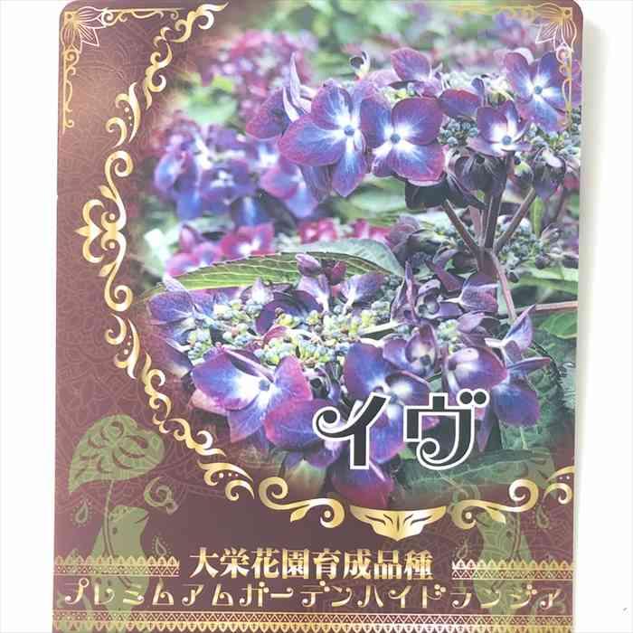 アジサイ イヴ 10.5cmポット 大栄花園 ハイドランジア 苗 花苗 苗木