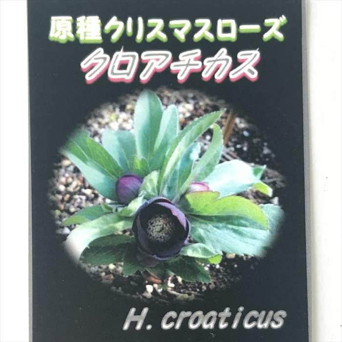 日本花キ流通 原種クリスマスローズ苗 クロアチカス 実生苗 落葉性 9cm