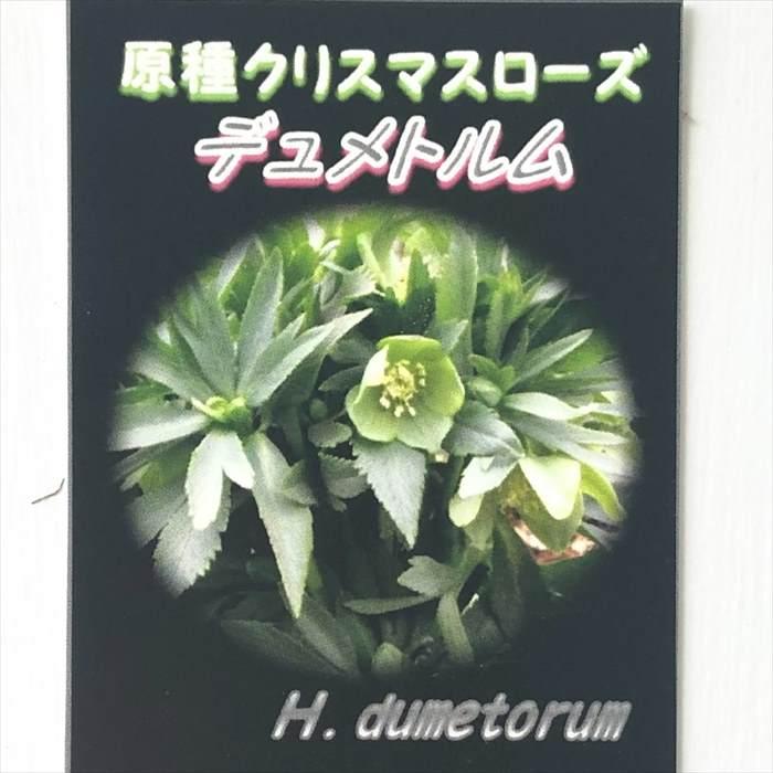 日本花キ流通 原種クリスマスローズ苗 デュメトルム 実生苗 落葉 日本花キ流通 原種クリスマスローズ苗 デュメトルム 実生苗 落葉