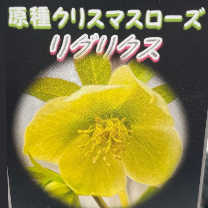 日本花キ流通 原種クリスマスローズ苗 リグリクス 実生苗 落葉性 9cm