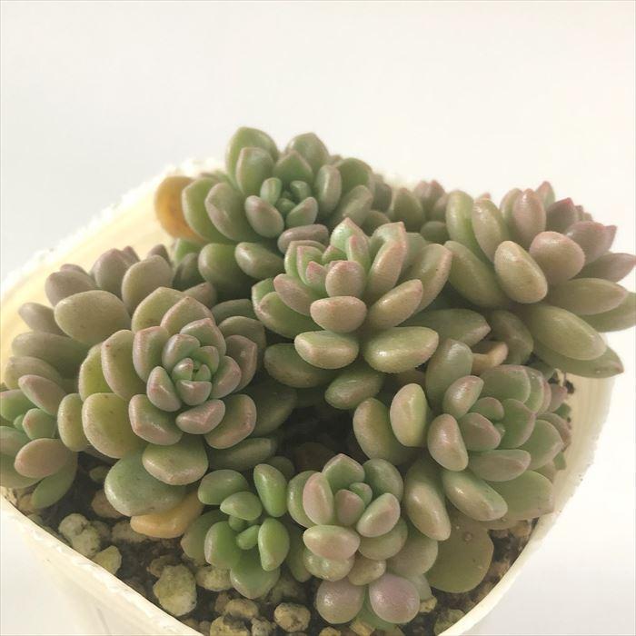 日本花キ流通 多肉植物 sbグラプトセダム ダルマヒメシュウレイ