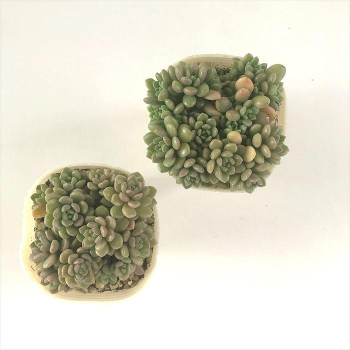 日本花キ流通 多肉植物 sbグラプトセダム ダルマヒメシュウレイ