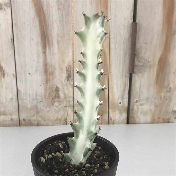 日本花キ流通 多肉植物 caユーフォルビア ホワイトゴースト 多肉植物