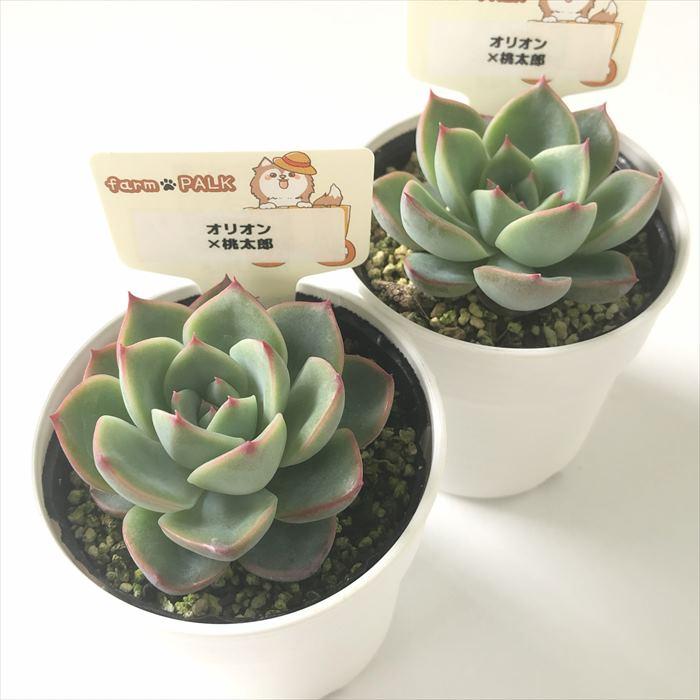 アニードット桃太郎コロラータアウテンティカバラ売り組み替え不可パルクさん苗 多肉植物 plkエケベリア オリオン×桃太郎 パルクさん苗 送料無料
