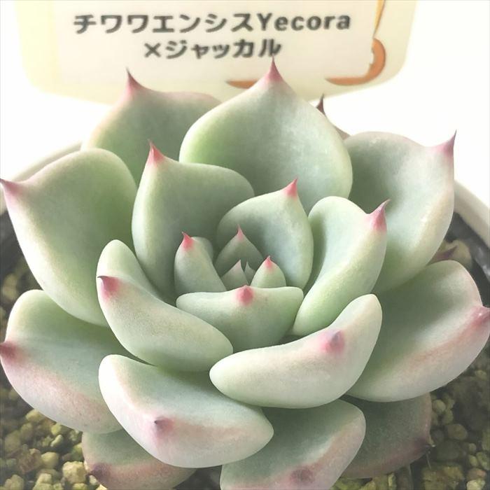 多肉植物 plkエケベリア チワワエンシスYecora×ジャッカル パルクさん