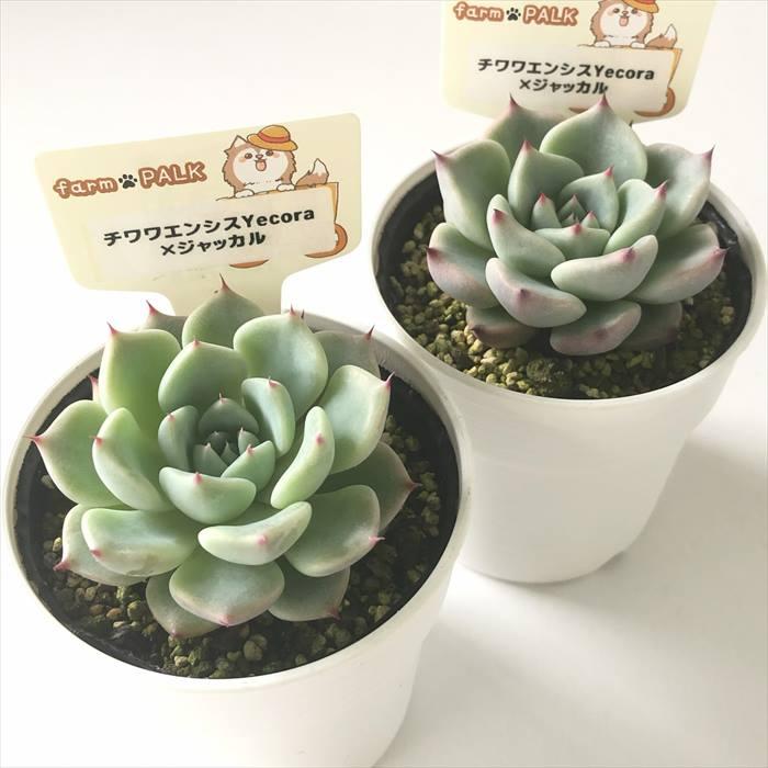 多肉植物 plkエケベリア チワワエンシスYecora×ジャッカル パルクさん