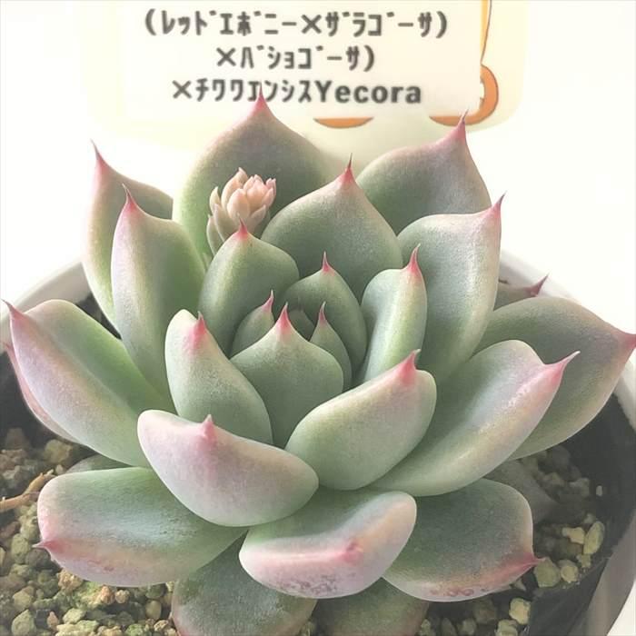 多肉植物 plkエケベリア （レッドエボニー×ザラゴーサ）×バショゴーサ
