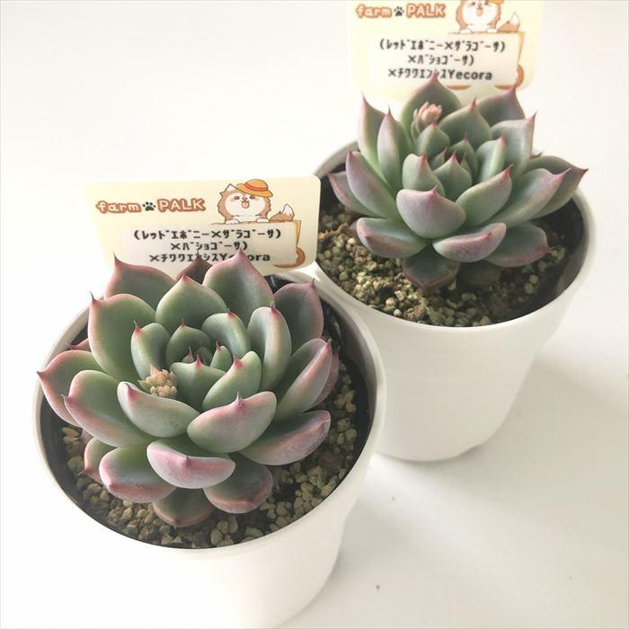 多肉植物 plkエケベリア （レッドエボニー×ザラゴーサ）×バショゴーサ