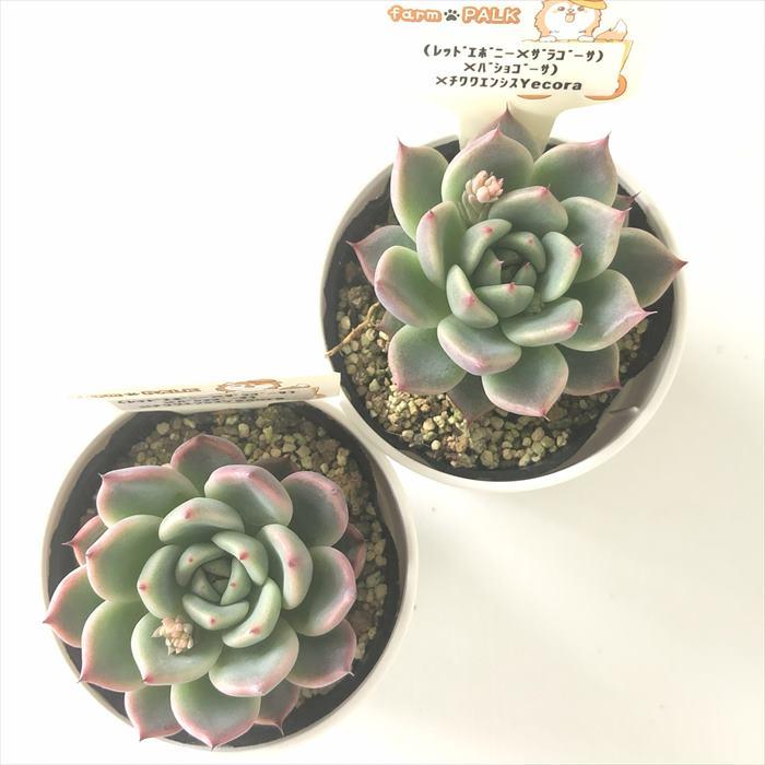 多肉植物 plkエケベリア （レッドエボニー×ザラゴーサ）×バショゴーサ