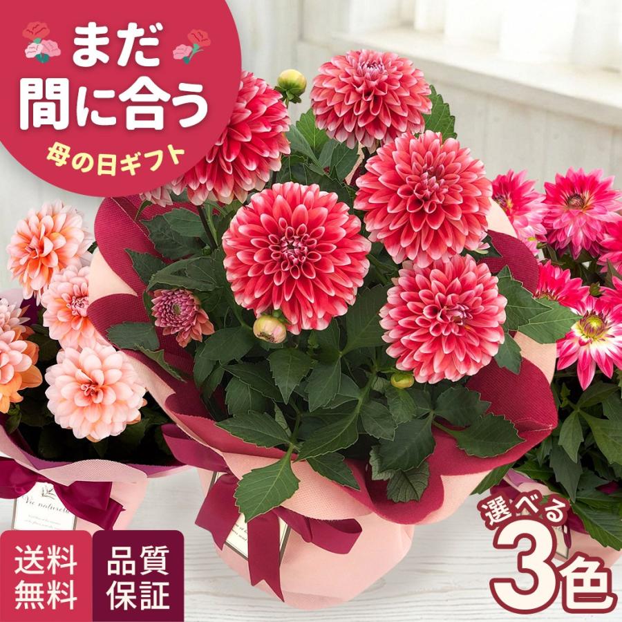 母の日 ギフト 花 選べる ダリア 3色 5号鉢 送料無料 母の日 プレゼント 鉢植え best 日本花キ流通（Yahoo!・フラワーネット日本花キ流通）