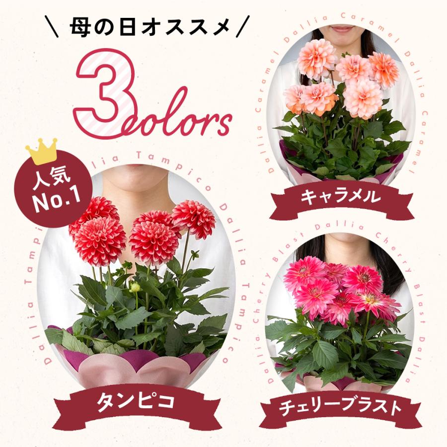 日本花キ流通 ＼遅れてごめんね／ 母の日 プレゼント 選べる ダリア 3