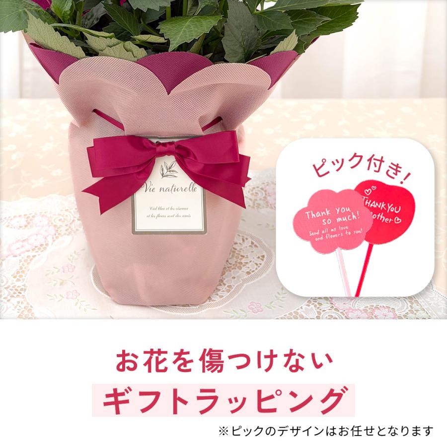日本花キ流通 ＼遅れてごめんね／ 母の日 プレゼント 選べる ダリア 3