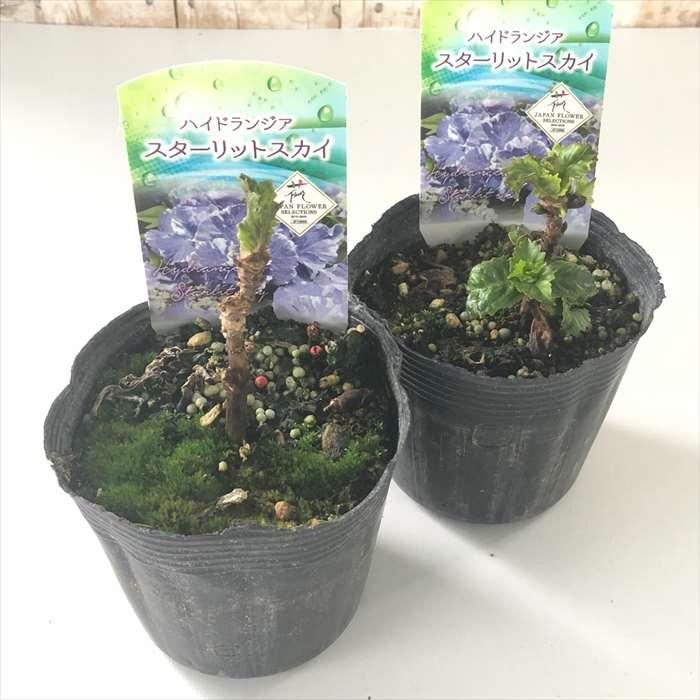 【花苗】ハイドランジア スターリットスカイ タグ付き正規品 紫陽花 あじさい 日本花キ流通 アジサイ スターリットスカイ 10.5cm 登録品種