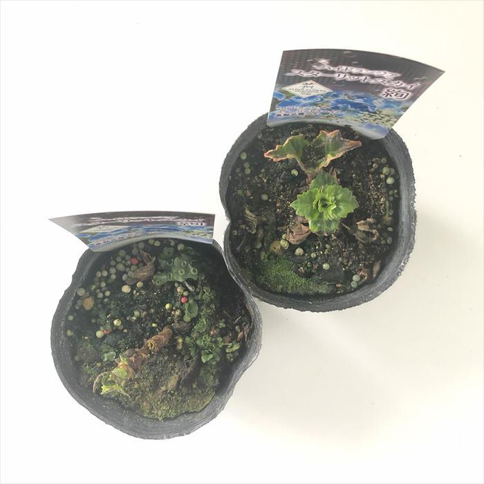 日本花キ流通 アジサイ スターリットスカイ 絢 10.5cm 登録品種