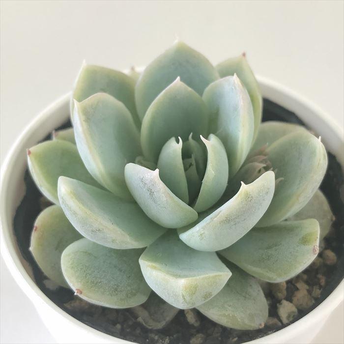 日本花キ流通 多肉植物 hmエケベリア ミルクティー エケベリア 6cm  