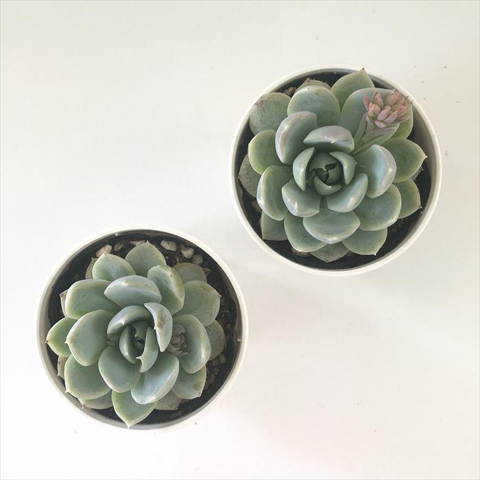 日本花キ流通 多肉植物 hmエケベリア ミルクティー エケベリア 6cm  