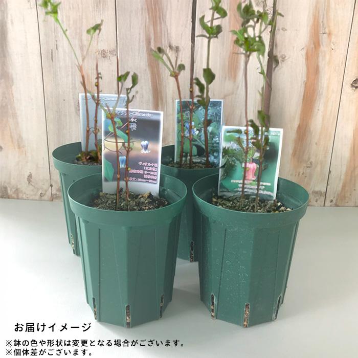 日本花キ流通 クレマチス 苗 桐壺 ヴィオルナ系 壺型 ベル型 2年生苗 4