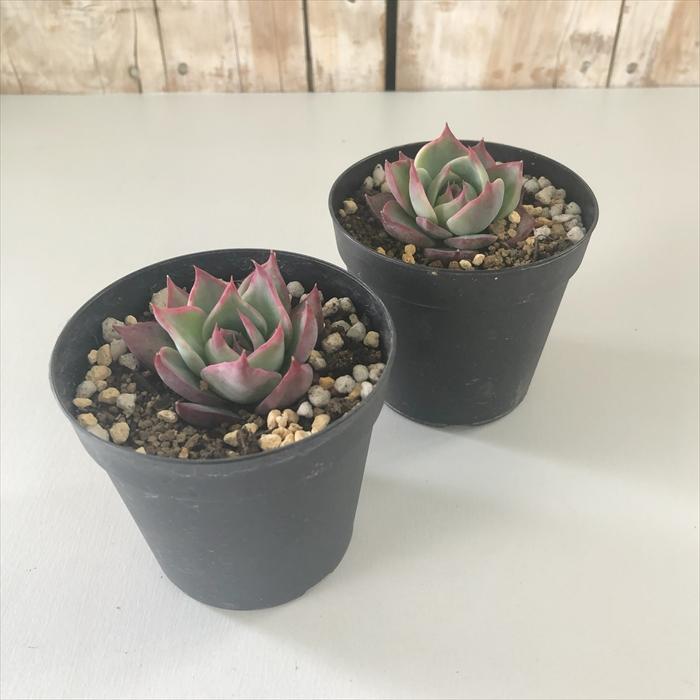 日本花キ流通 多肉植物 skエケベリア カシオス 赤錦 多肉植物