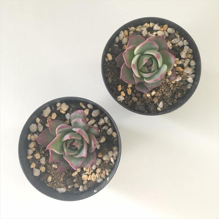 日本花キ流通 多肉植物 skエケベリア カシオス 赤錦 多肉植物