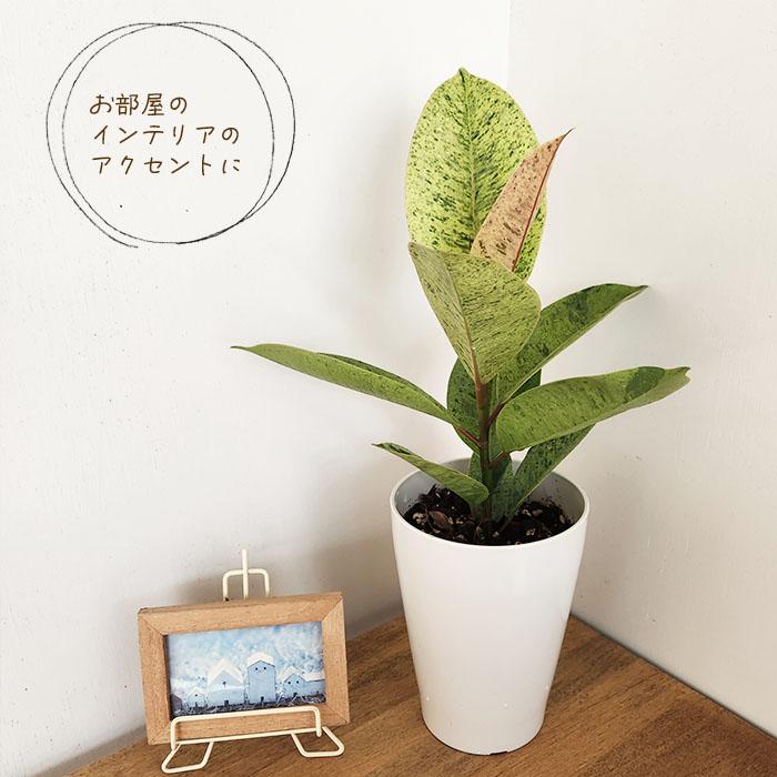 日本花キ流通 観葉植物 斑入りフィカス ジン ゴムの木 4号鉢 小型