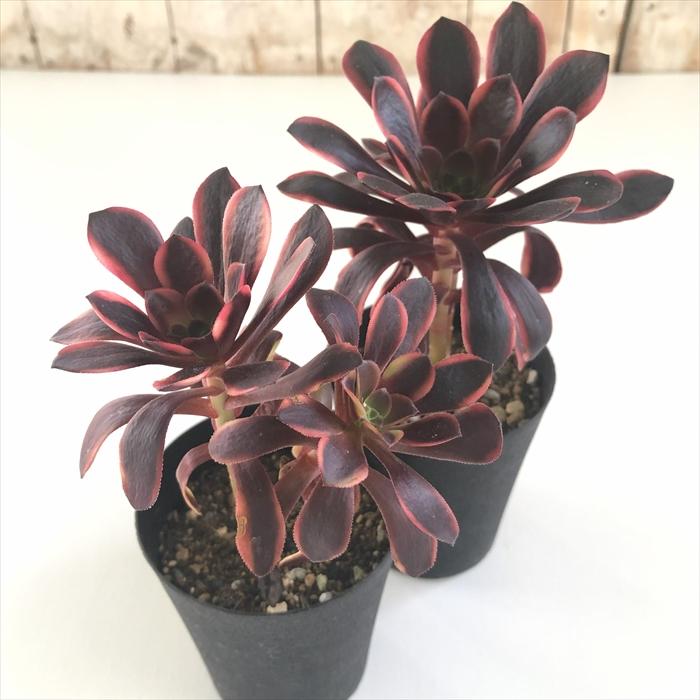 特選‼️アエオニウム スーパーバン綴化 美斑苗‼️法師錦 特大