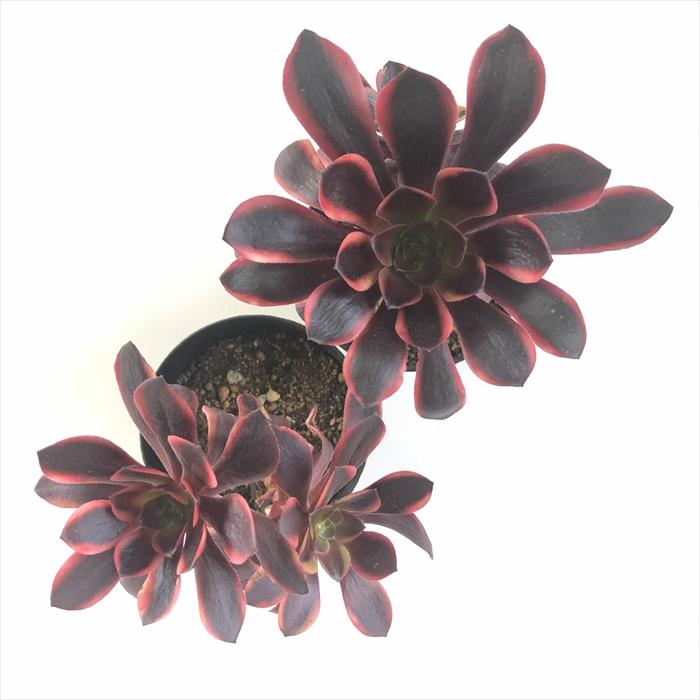 72#多肉植物アエオニウム錦❤️スーパーバン❤️1大頭15小頭33cm钵