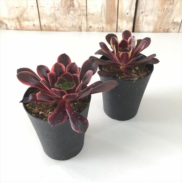 日本花キ流通 多肉植物 caアエオニウム スーパーバン 日本花キ流通 多肉植物 caアエオニウム スーパーバン