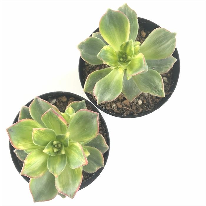 日本花キ流通 多肉植物 caアエオニウム ハオルシー 多肉植物