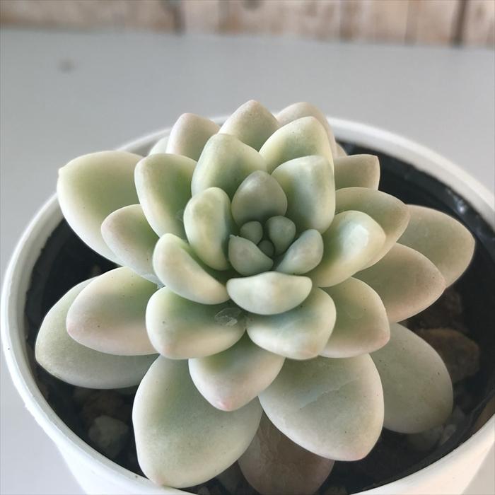 日本花キ流通 多肉植物 hmグラプトベリア ラウル錦 多肉植物