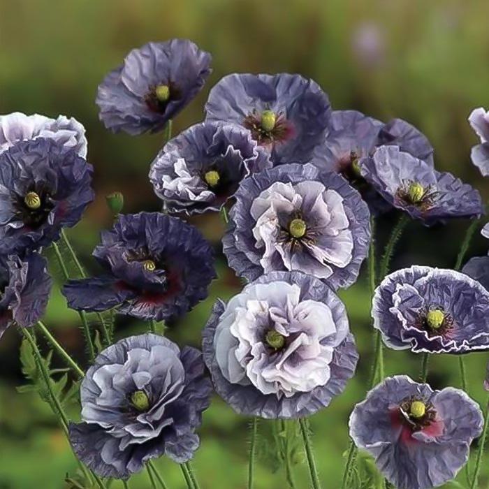 日本花キ流通 予約販売 ポピー 苗 アメイジンググレイ 9cmポット