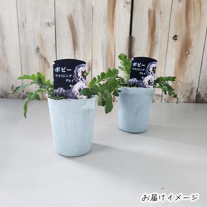 日本花キ流通 ポピー 苗 アメイジンググレイ 9cmポット 花苗