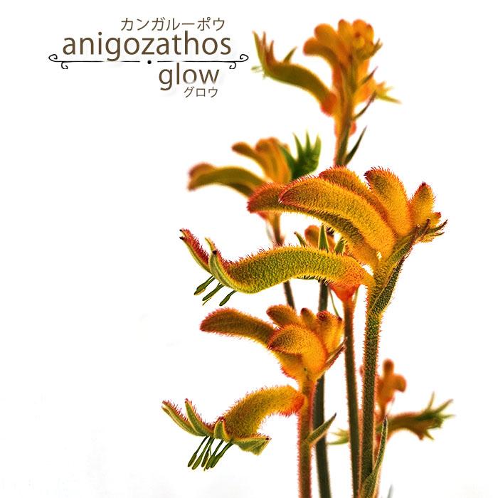 日本花キ流通 予約販売 カンガルーポー グロウ アニゴザントス 5号鉢